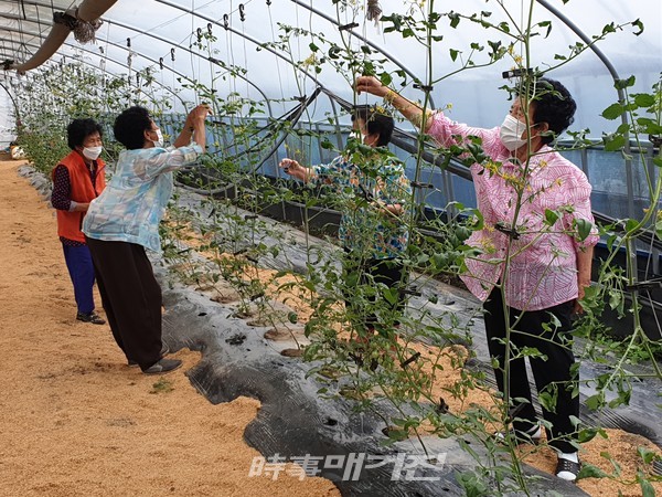 완주군이 농림축산식품부에서 선정한 2021년 사회적 농업 활성화 지원사업에 신규 사업자로 영농조합법인 꿈드림이 선정됐다.(사진-완주군청)