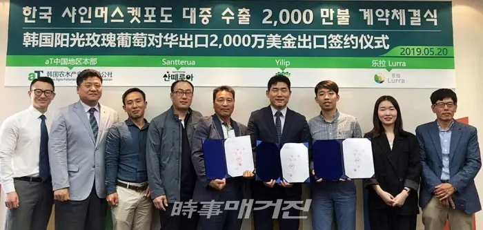 농림축산식품부와 한국농수산식품유통공사(aT)는 국내 샤인머스켓 포도 재배농가인‘산떼루아 영농조합’과 중국 과일 전문 바이어인‘Lurra(乐拉)’간 향후 4년간 국산 샤인머스켓 포도 1,200톤(약 2천만 달러, `18년 수출액 기준)을 공급하는 계약을 지난 5월 20일 성사시켰다. [사진 _ 한국농수산식품유통공사]