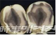 감자'흑색심부'증상(사진_전북농촌진흥청)