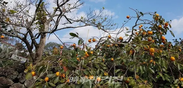 감이 주렁주렁