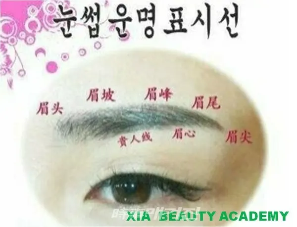 눈썹 표시선