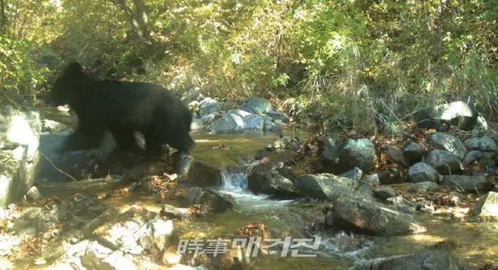 DMZ 내부에서 촬영된 반달가슴곰 사진 2019.05.09. (사진_환경부)