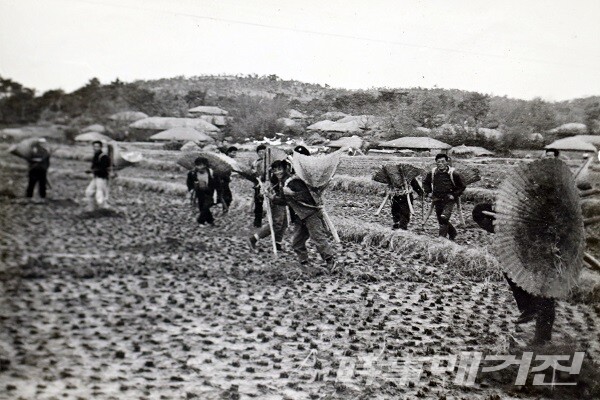 1966년 객토작업(수록사진)/사진=영암군청 제공