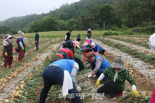 더불어민주당 전남도당(위원장 서삼석)은 3일 무안군 청계면 청천리 일원 2천여 평의 양파 밭 에서 농촌일손돕기 봉사활동을 펼쳤다고 밝혔다.(사진_더불어민주당 전남도당)
