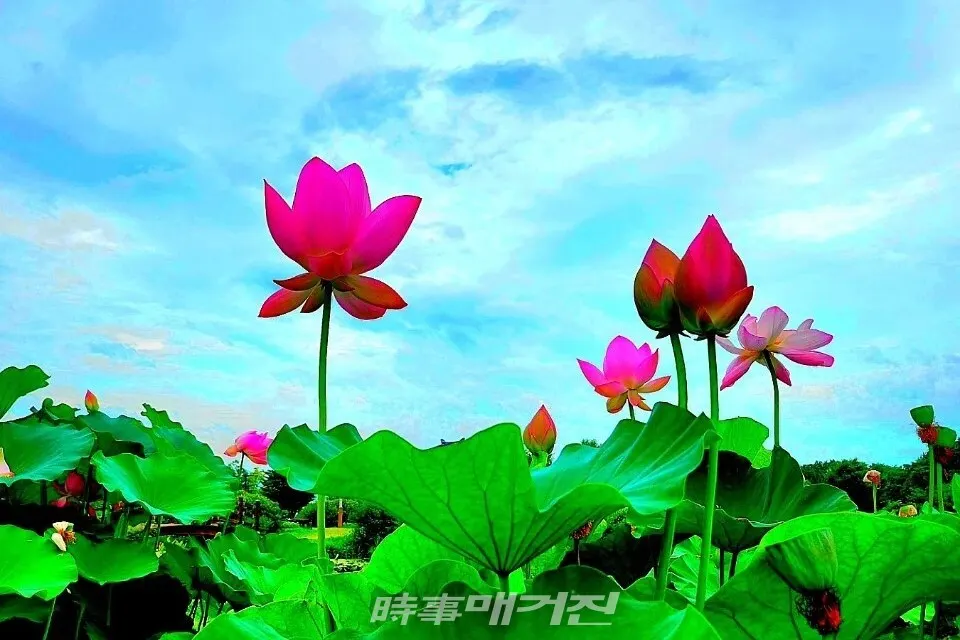 연꽃 만개한 함양 상림 연꽃 단지 전경.(사진,_조연묵 기자)