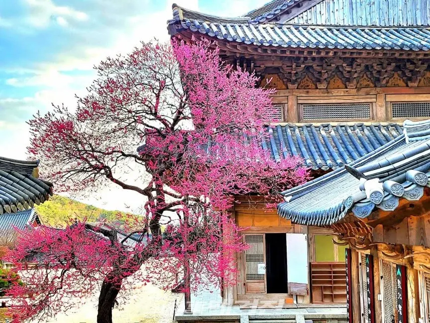 활짝 핀 지리산 화엄사 화엄매.(사진_조용우)