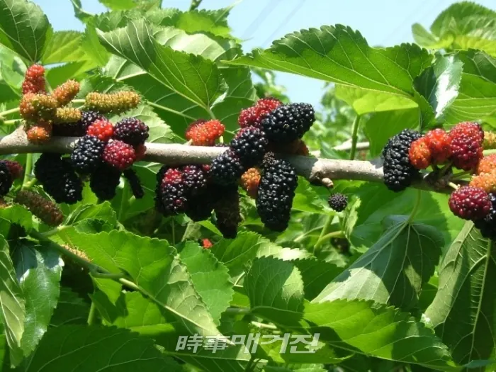 오디(사진_시사매거진)