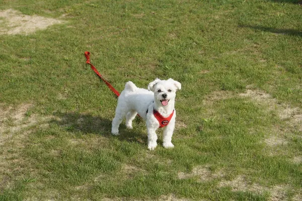 휘닉스 평창_반려동물 동반 투숙서비스 운영