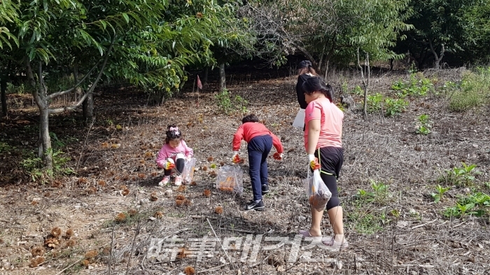 밤 줍기 체험중인 가족. 공주시 우성면 평목리 47-4에 위치한 금빛나래 농업영농법인은 6차 산업시대에 맞게 소비자의 욕구를 충족시켜주는 알밤농장이다. 소비자들은 산지에서 생산되는 양질의 알밤을 인터넷 주문과 전화 주문을 통해 직접 구입할 수 있다. (사진출처_금빛나래농업법인)