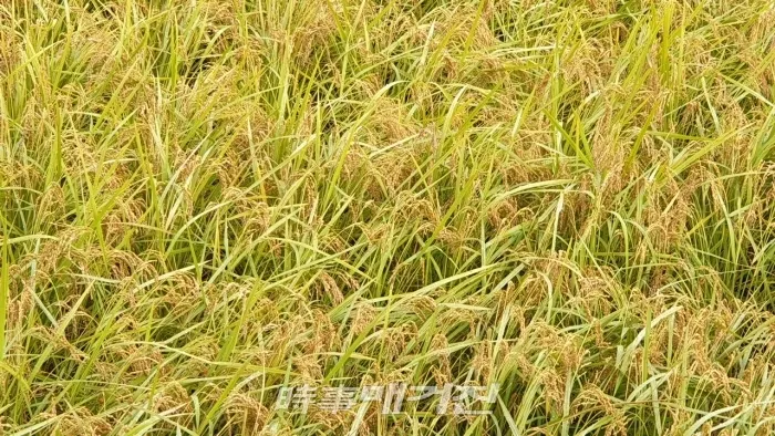 경기도 여주부근의 익어가는 가을 들판의 벼이삭(사진_강현섭 기자)