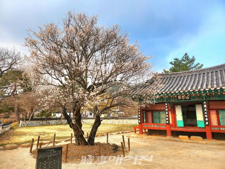 남명 조식 선생이 기거한 산천재와 남명매(사진_조용우)