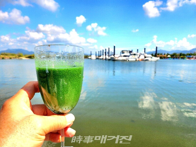 낙동강하구 삼락생태공원에서 채취한 녹조 라떼(사진_