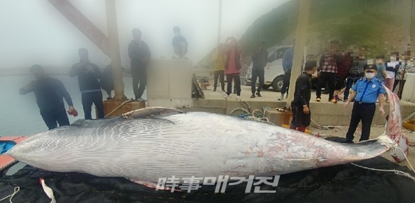 길이 약 7미터, 둘레 4미터의 혼획된 밍크고래는 인근에는 위판장이 없어 울산 방어진 수협으로 이동할 계획이다.
