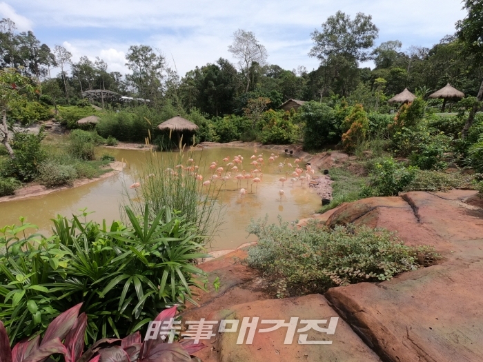세계에서 두번째로 크다는 이곳 푸꾸옥의 빈펄사파리에 들어서면 가장 먼저 아름다운 색깔의 홍학들이 반겨준다.