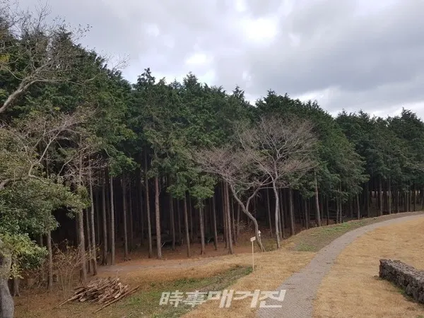 40년생 편백나무 7만그루 군락지로 조성되어 있는 고이오름 (사진-김광수 기자)
