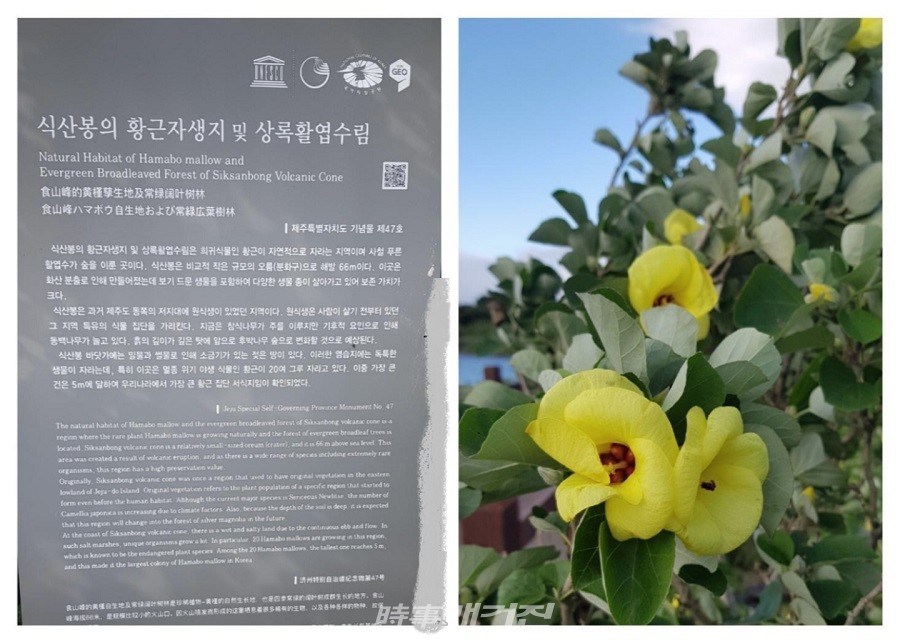 황근과 황근에 대한 설명 표지판(사진 고기봉 기자)