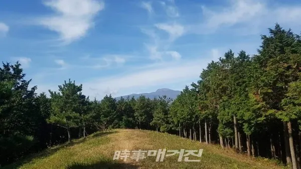 고이오름 정상에서 바라본 한라산, 아쉽게도 높게자란 편백나무 가지에 한라산이 가려졌다 (사진-제주본부 김광수 기자)