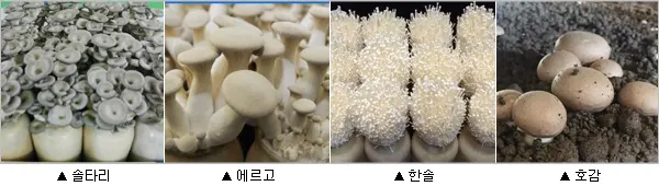 ▲ 출처 : 농촌진흥청