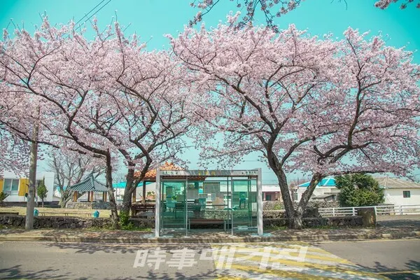 제주의 봄