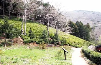 ▲ 식재한 지 20년이 된 1,000평 가량의 녹차 밭과 자생식물단지