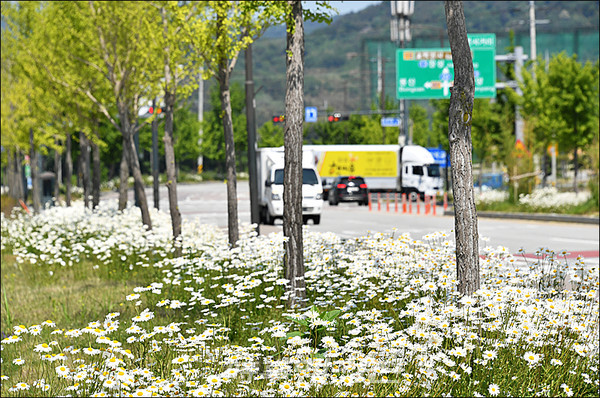[포토] 담양군, 샤스타데이지 순백의 물결(사진_담양군)