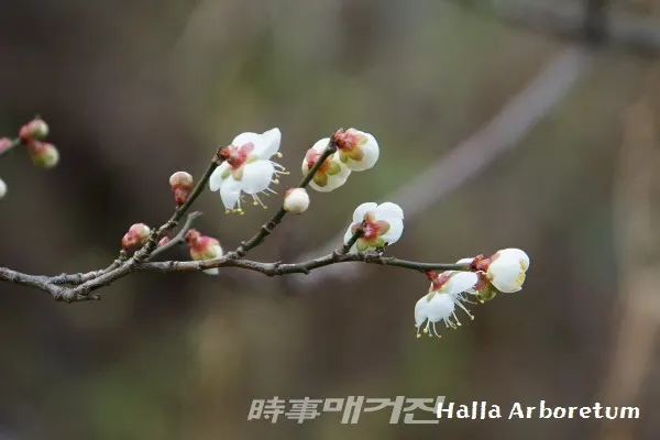 매화 꽃받침은 5개로 자갈색입니다. (한라수목원)