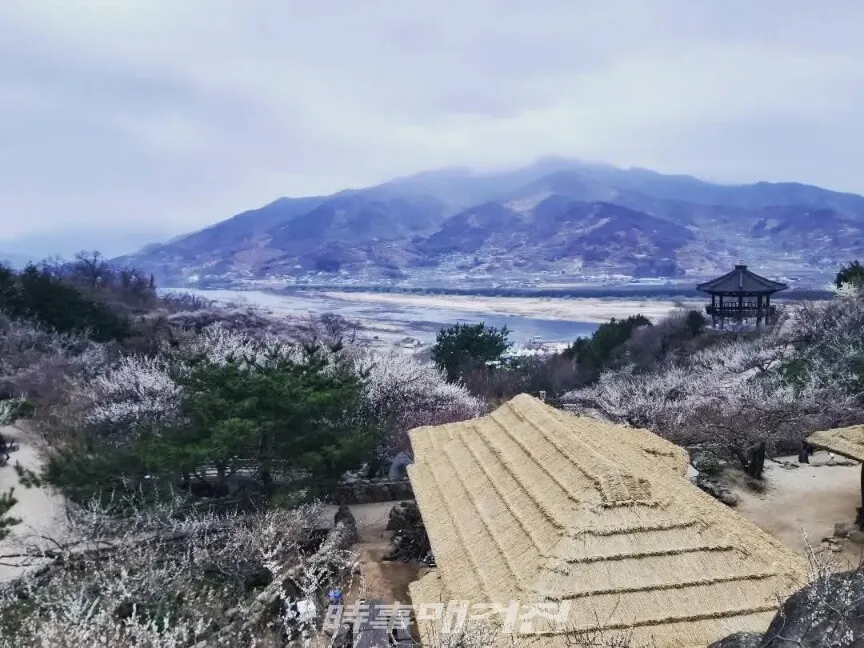 섬진강이 흐르는 광양 매화마을의 풍경(사진_조용우)