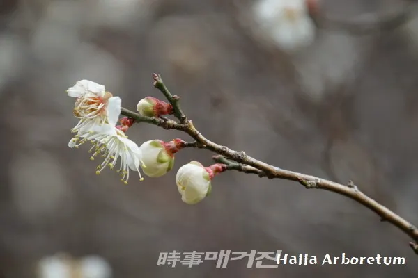 타원형 잎은 어긋나게 가장자리에 뾰족한 잔 톱니가 있다. (한라수목원)