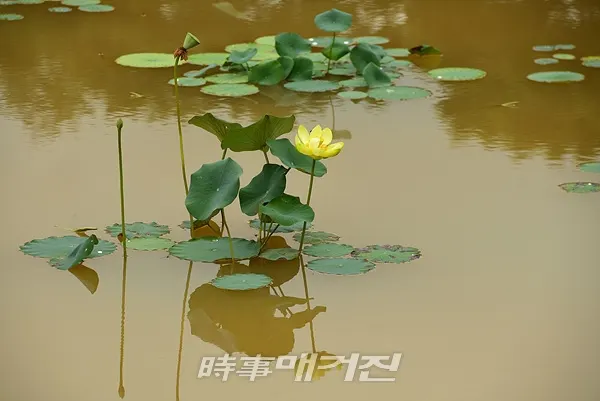 '황련' (사진_장성군)