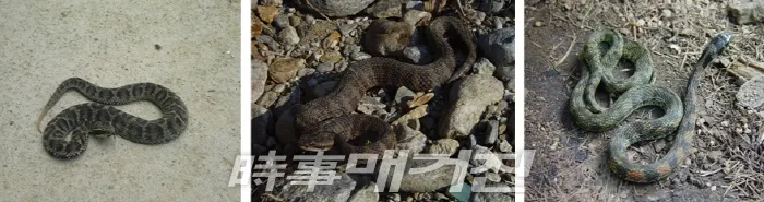 [사진=좌→우] 살모사 → 까치살모사 → 유혈목이 2018.09.09. (사진=환경부 제공)