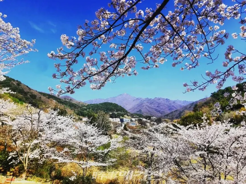 벚꽃 만개한 중산리에서 바라보는 지리산 천왕봉.(사진_조용우)