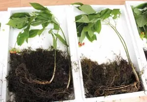 ▲ 4만여 평에서 자생하고 있는 7년생 산양삼.