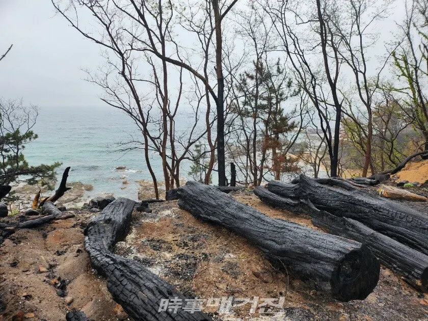 영남 산불의 화마로 잿더미가 된 영덕 해안절경길 블루 로드와 해안의 어촌 마을.(사진_조용우 칼럼니스트)
