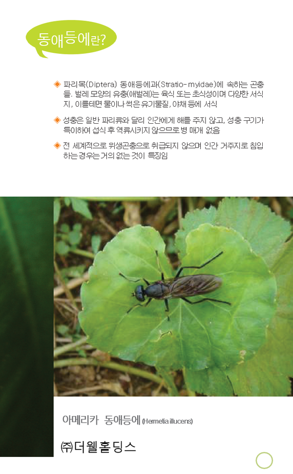 동애등에란?