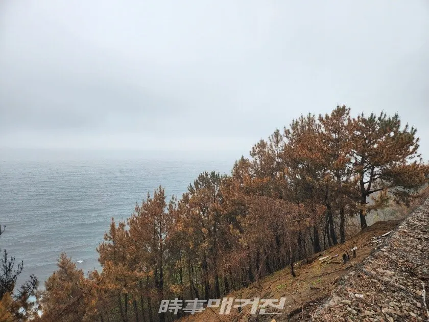 영남 산불의 화마로 잿더미가 된 영덕 해안절경길 블루 로드와 해안의 어촌 마을.(사진_조용우 칼럼니스트)