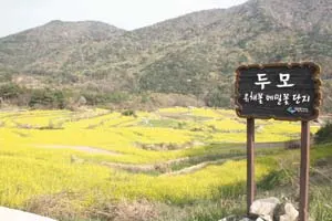 ▲ 마을입구에 있는 유채꽃 메밀꽃 단지