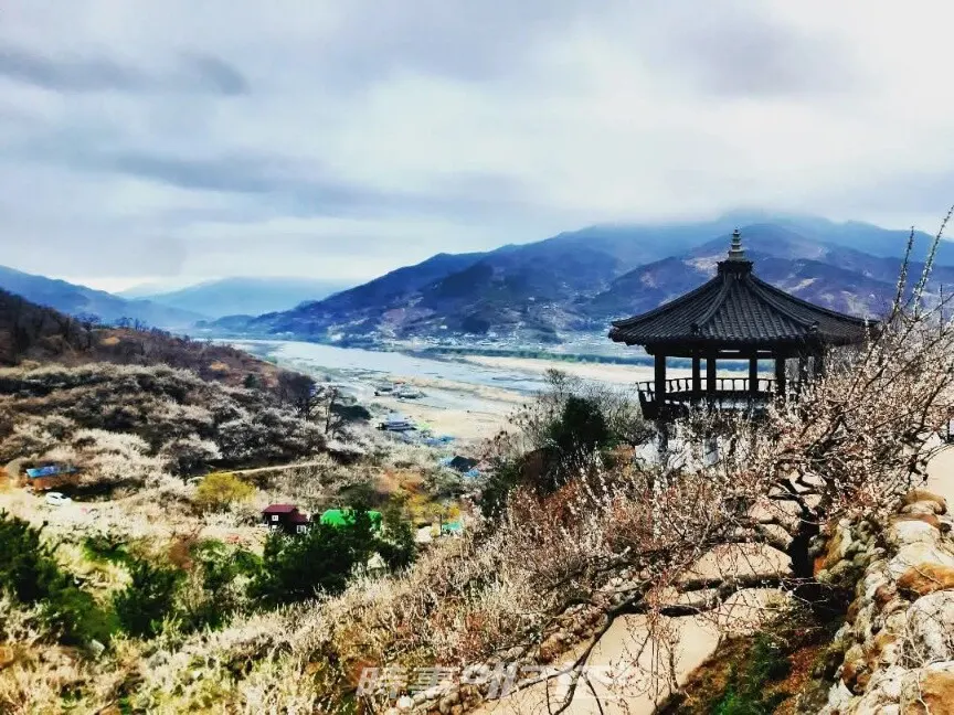 섬진강이 흐르는 광양 매화마을의 풍경.(사진_조용우)