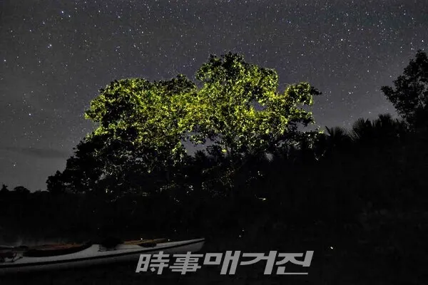 반딧불이투어