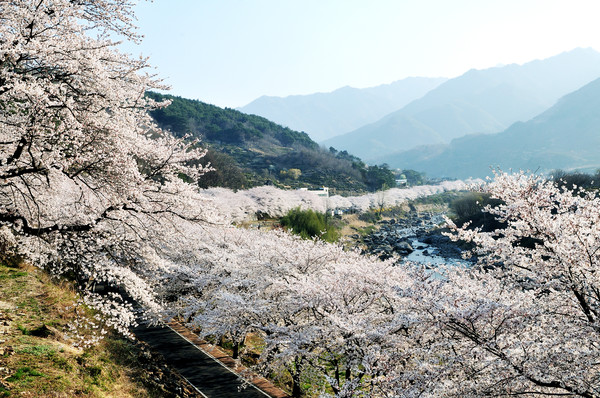 십리벚꽃길 자료사진