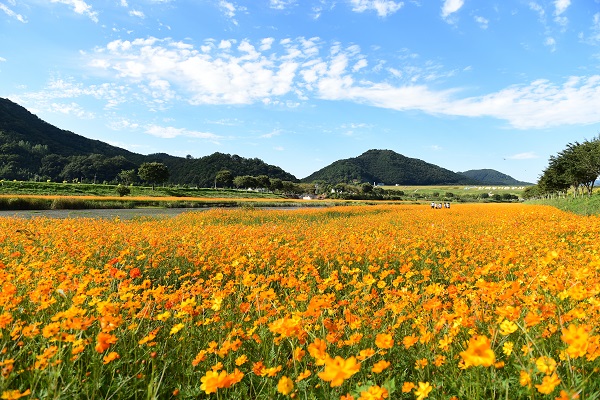 전남도 단계적 일상회복에 따른 관광 활성화 홍보집중(장성황룡강 노란꽃잔치)/사진=전라남도청 제공