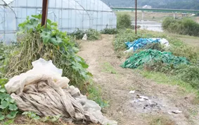 ▲ 농업기술의 발달과 함께 비닐은 이제 농사에 없어서는 안되는 영농자재가 되었으나 농사에 쓰고 남은 폐비닐이 아무렇게나 방치되고 있어 문제가 심각하다.