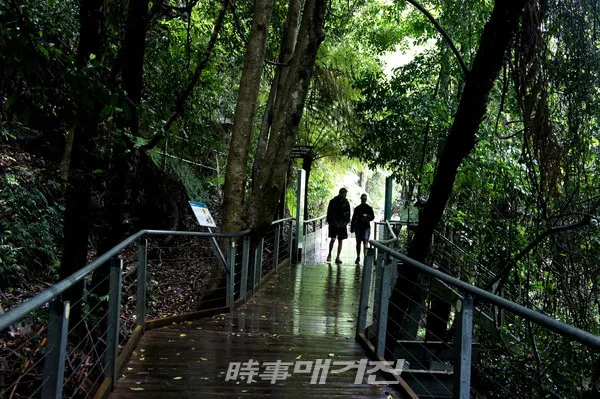 블루마운틴은 유칼립투스 나무에서 증발된 유액이 햇빛에 어우러져 빚어내는 푸른 안개현상으로 블루마운틴이라는 이름을 갖게 되었다.