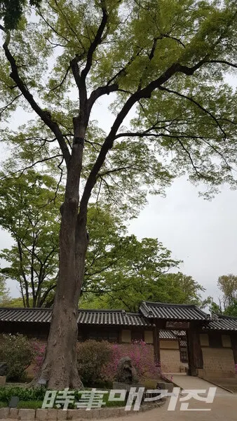 장락문(長樂門)은 창덕궁 연경당으로 들어가는 정문이다. 지체높은 양반이 수레나 사인교를 타고 들어 갈수 있는 솟을 대문이다.(사진_안나겸 기자)