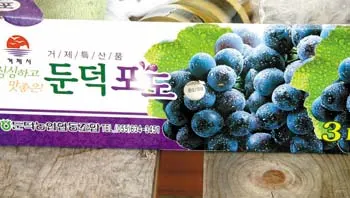 ▲ 부단한 노력으로 8년의 시간 끝에 마침내 포도를 수확을 하게 되었다.
