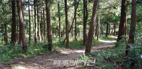 독자봉 숲길