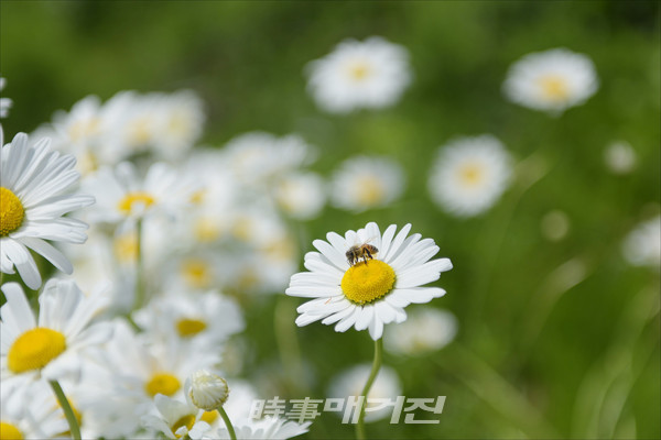 [포토] 담양군, 샤스타데이지 순백의 물결(사진_담양군)