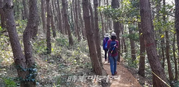 피톤치드 샤워하며 걷는 대수산봉 숲길