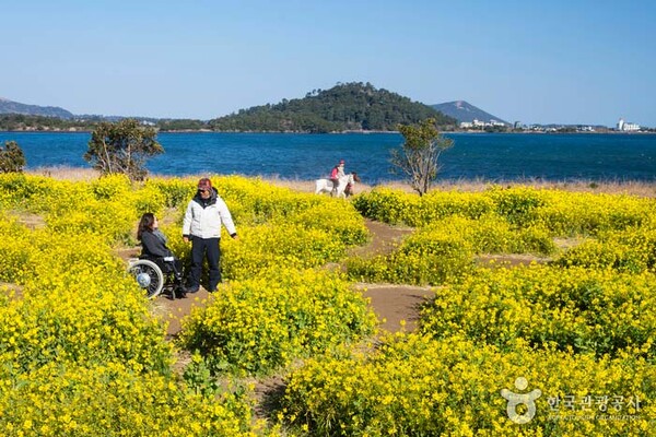 제주도 유채꽃 (출처=한국관광공사)