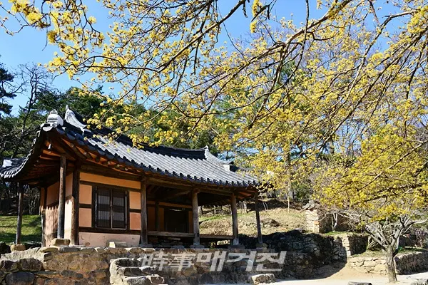 담양 소쇄원에 핀 노란 빛깔의 산수유, 봄내음 물씬 (사진_담양군 제공)