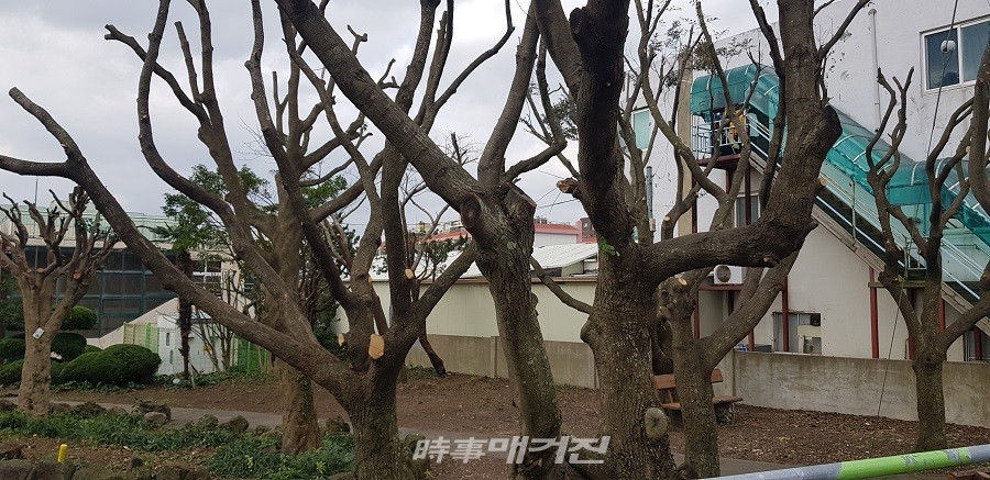 동남초등초등학교 아름다운 숲이 '싹뚝'  볼품없는 나무가지들..